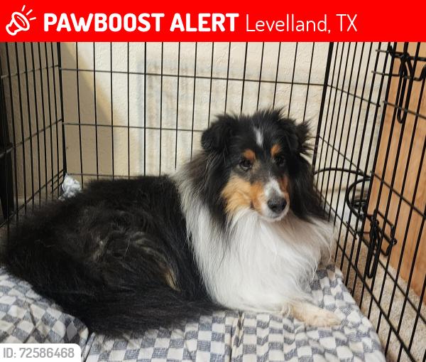 Lost Male Dog last seen Pat Street, dog was going towards the High School Stadium , Levelland, TX 79336