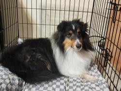 Lost Male Dog last seen Pat Street, dog was going towards the High School Stadium , Levelland, TX 79336