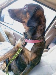 Lost Female Dog last seen Loves gas station, Tupelo, MS 38804