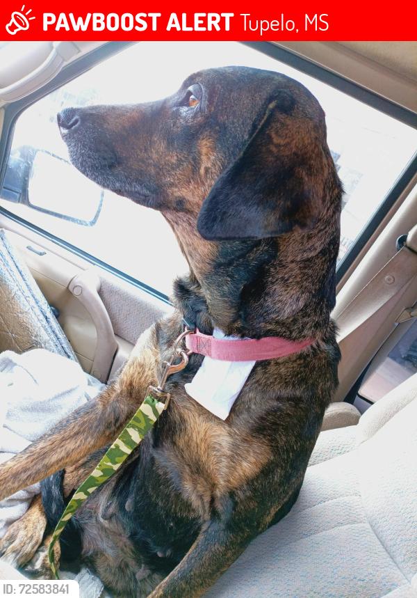 Lost Female Dog last seen Loves gas station, Tupelo, MS 38804