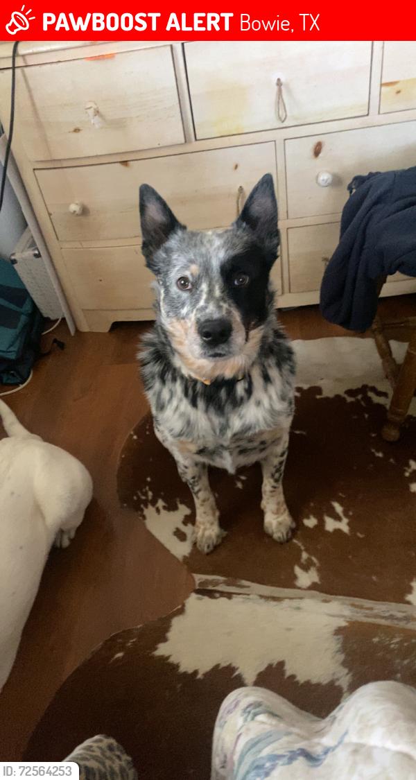 Lost Male Dog last seen Hulme st & Cherry St, Bowie, TX 76230