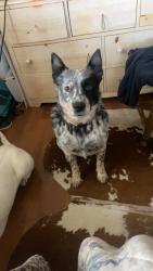 Lost Male Dog last seen Hulme st & Cherry St, Bowie, TX 76230