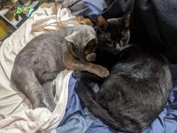 Lost Male Cat last seen Stoneway and Rosewood, Salem, OR 97304