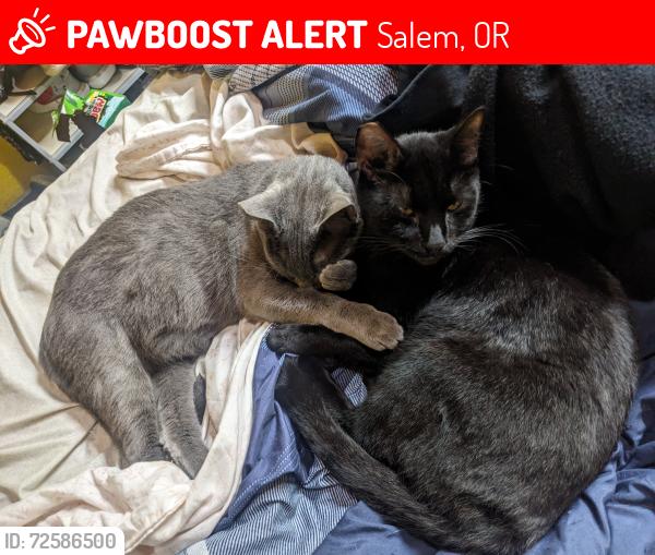 Lost Male Cat last seen Stoneway and Rosewood, Salem, OR 97304