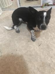 Lost Female Dog last seen Harriet st by Starbucks , Pittsburg, CA 94565