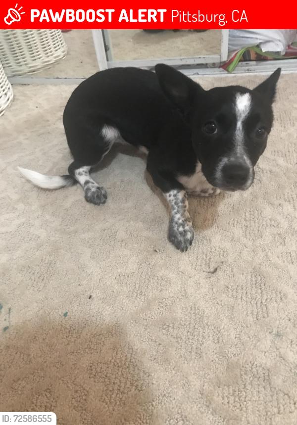 Lost Female Dog last seen Harriet st by Starbucks , Pittsburg, CA 94565