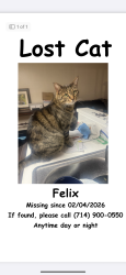 Lost Male Cat last seen Lincoln and Walker  in Cypress, Ca., Cypress, CA 90630