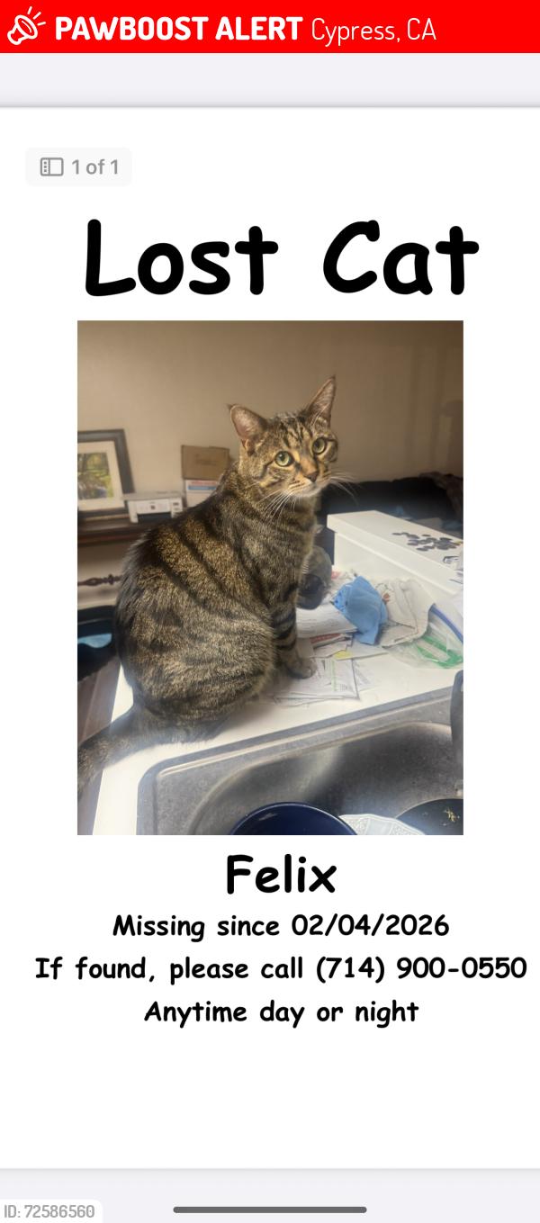 Lost Male Cat last seen Lincoln and Walker  in Cypress, Ca., Cypress, CA 90630