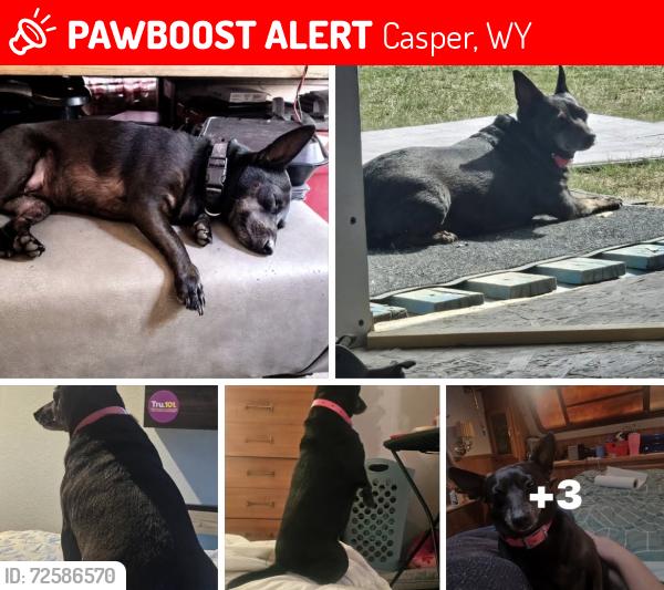 Lost Female Dog last seen Vista Grove RV Park, Casper, WY 82604