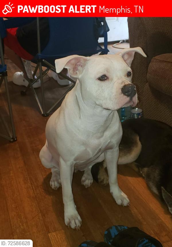 Lost Female Dog last seen Given ave/ wingfield road , Memphis, TN 38122