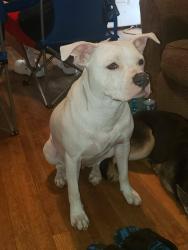 Lost Female Dog last seen Given ave/ wingfield road , Memphis, TN 38122