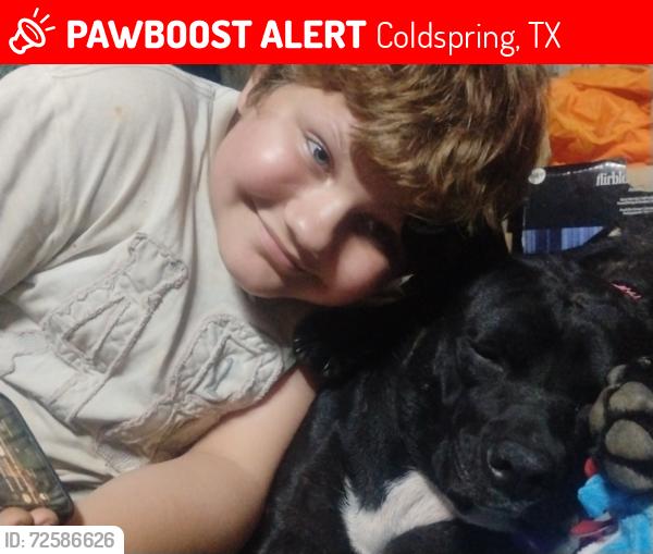 Lost Female Dog last seen Harrell Rd morris Creek road, Coldspring, TX 77331