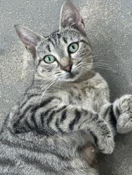 Lost Female Cat last seen Haydens Crossing Blvd & Holly River Ave, Dublin, OH 43016