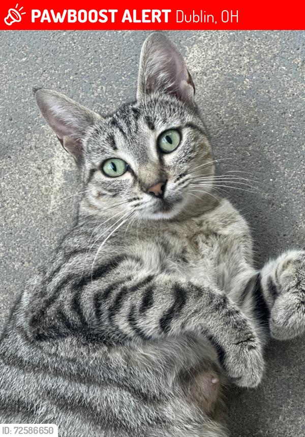 Lost Female Cat last seen Haydens Crossing Blvd & Holly River Ave, Dublin, OH 43016