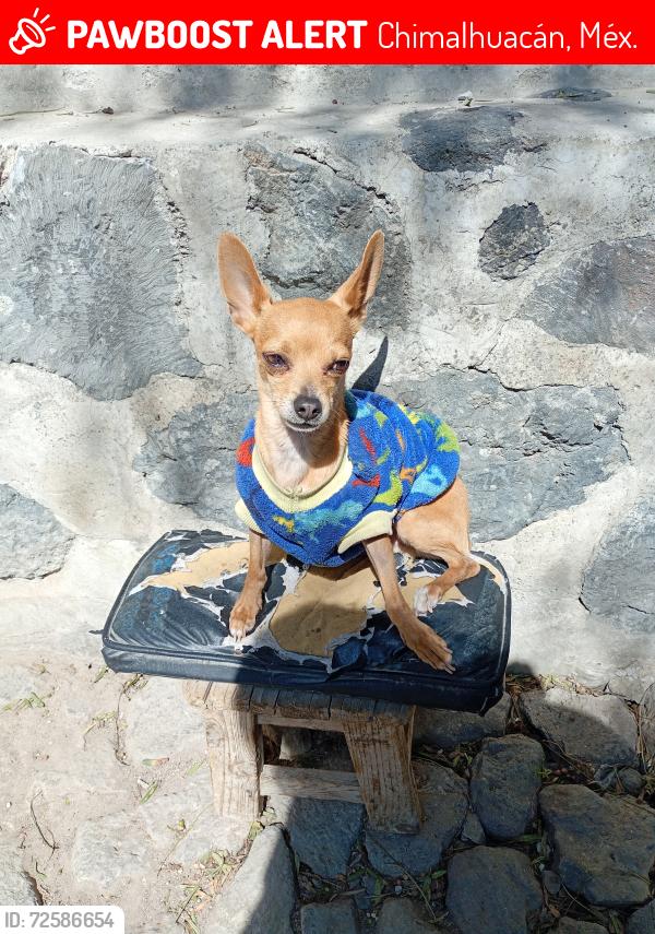 Lost Male Dog last seen Av.Juarez, Chimalhuacán, Méx. 