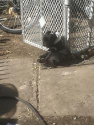 Lost Female Dog last seen Ave j and camble, Fort Worth, TX 76105