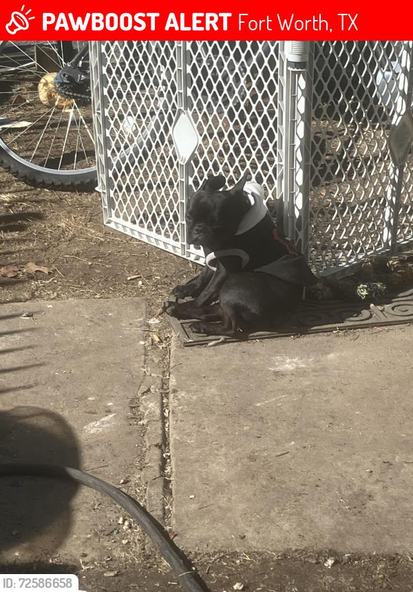 Lost Female Dog last seen Ave j and camble, Fort Worth, TX 76105