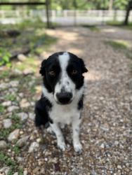 Lost Male Dog last seen Cedar Lane , Conroe, TX 77303