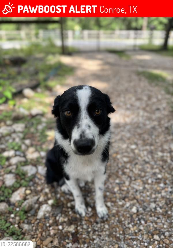 Lost Male Dog last seen Cedar Lane , Conroe, TX 77303
