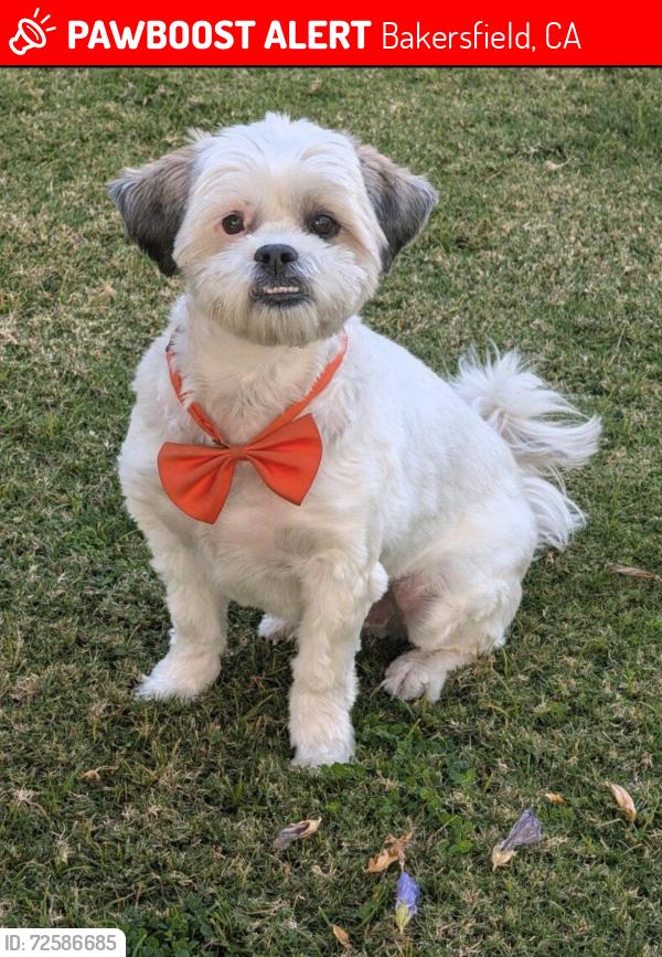Lost Male Dog last seen Old Castle ave & Arkers , Bakersfield, CA 93313