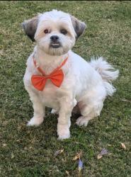 Lost Male Dog last seen Old Castle ave & Arkers , Bakersfield, CA 93313