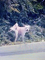 Lost Male Dog last seen LA Serna/condesa , Whittier, CA 90605