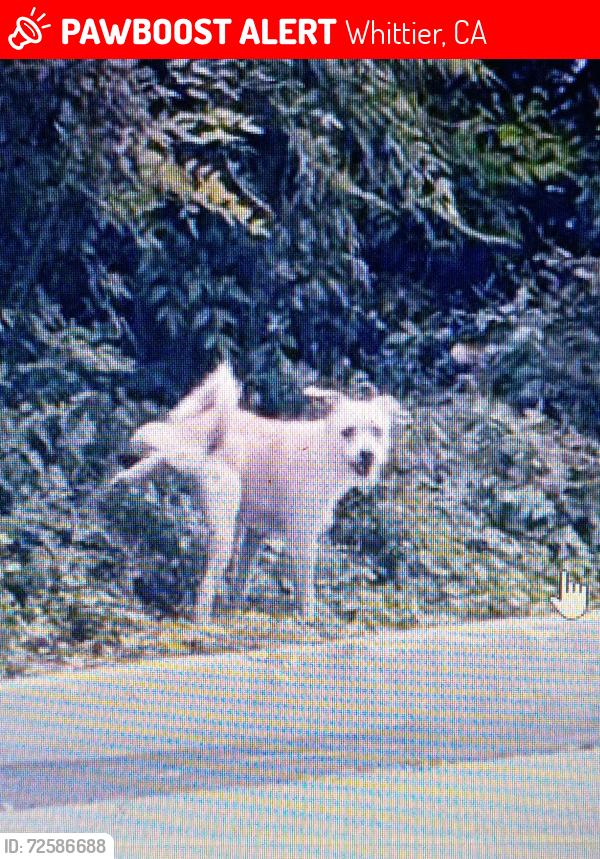 Lost Male Dog last seen LA Serna/condesa , Whittier, CA 90605