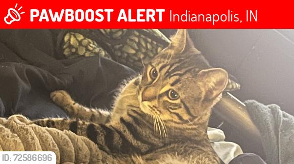 Lost Male Cat last seen Tarkington Park, 40th street, Indianapolis, IN 46208