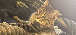 Lost Male Cat last seen Tarkington Park, 40th street, Indianapolis, IN 46208