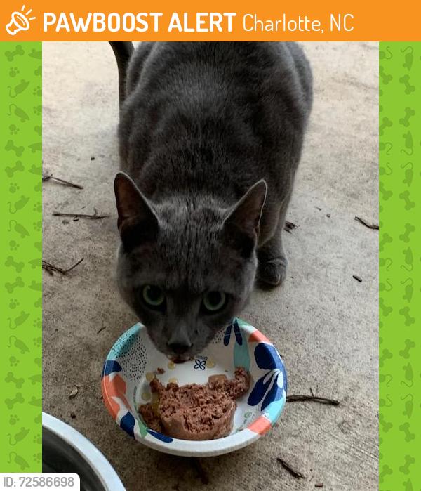 Found/Stray Male Cat last seen Everton & Arsenal in MAA Ayrsley apmts, Charlotte, NC 28273