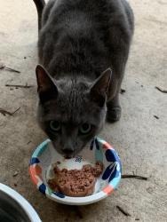 Found/Stray Male Cat last seen Everton & Arsenal in MAA Ayrsley apmts, Charlotte, NC 28273