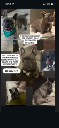 Lost Male Dog last seen Virginia Primrose Elementary School, Rialto, CA 92376