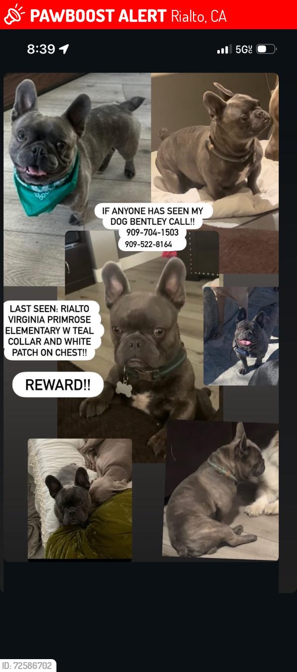 Lost Male Dog last seen Virginia Primrose Elementary School, Rialto, CA 92376