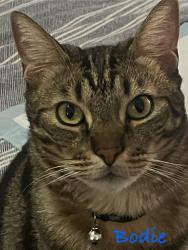 Lost Male Cat last seen RAINBOW AND SNAKE RIVER AVE, Las Vegas, NV 89130