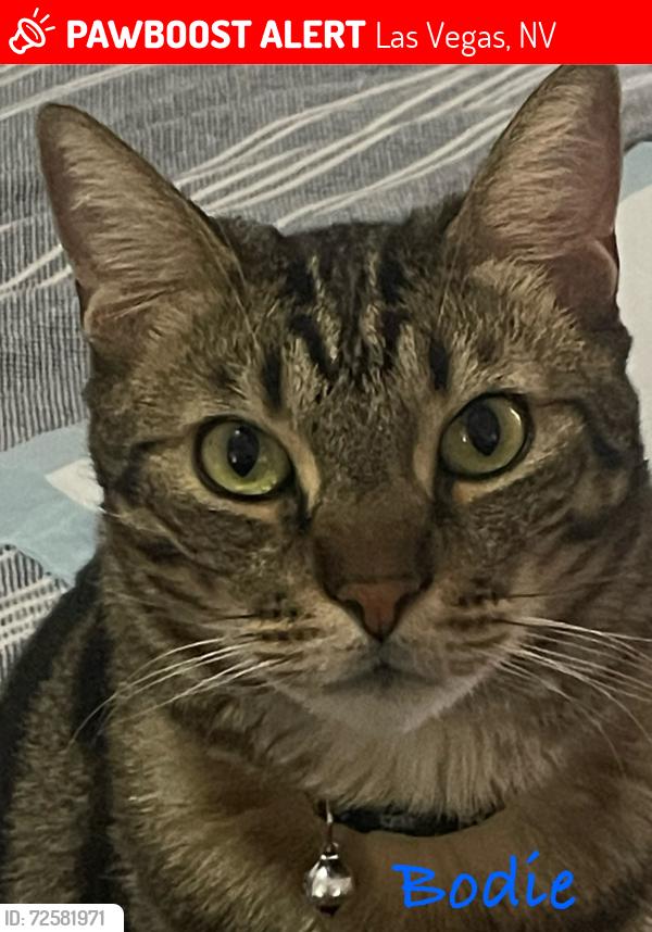 Lost Male Cat last seen RAINBOW AND SNAKE RIVER AVE, Las Vegas, NV 89130