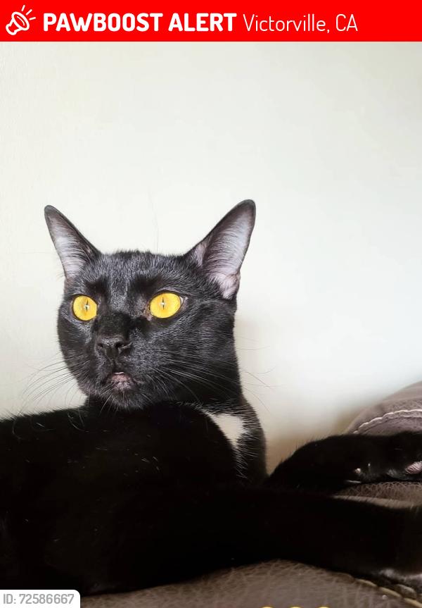 Lost Female Cat last seen Reno Loop, Stable Ln, Victorville, CA 92394