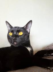 Lost Female Cat last seen Reno Loop, Stable Ln, Victorville, CA 92394