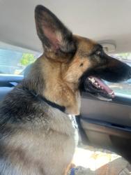 Lost Female Dog last seen Walmart Grocery store off centerpoint pkwy and 20th Street NW, Center Point, AL 35215