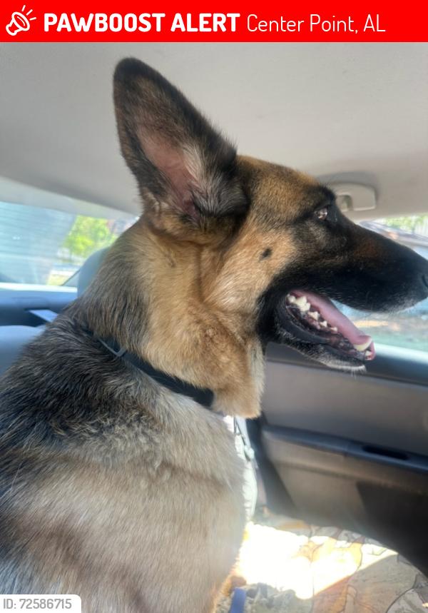 Lost Female Dog last seen Walmart Grocery store off centerpoint pkwy and 20th Street NW, Center Point, AL 35215