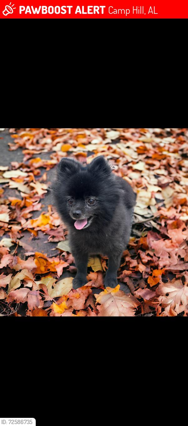 Lost Female Dog last seen Carr Rd , Camp Hill, AL 36850
