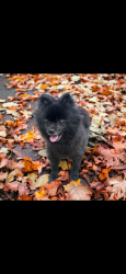 Lost Female Dog last seen Carr Rd , Camp Hill, AL 36850