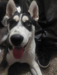 Lost Male Dog last seen Central and atrisco albuquerque nm, Albuquerque, NM 87105
