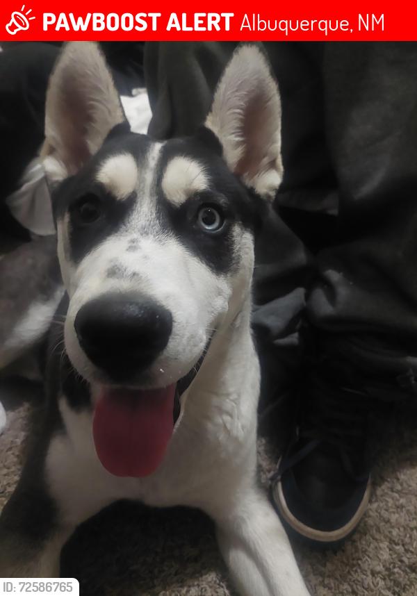 Lost Male Dog last seen Central and atrisco albuquerque nm, Albuquerque, NM 87105