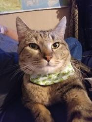 Lost Male Cat last seen Impala drive , Brownsville, TX 78521
