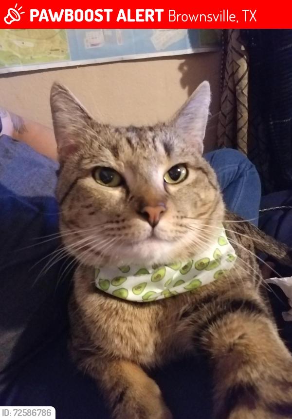 Lost Male Cat last seen Impala drive , Brownsville, TX 78521