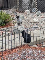 Lost Male Cat last seen Slawson , Moreno Valley, CA 92557