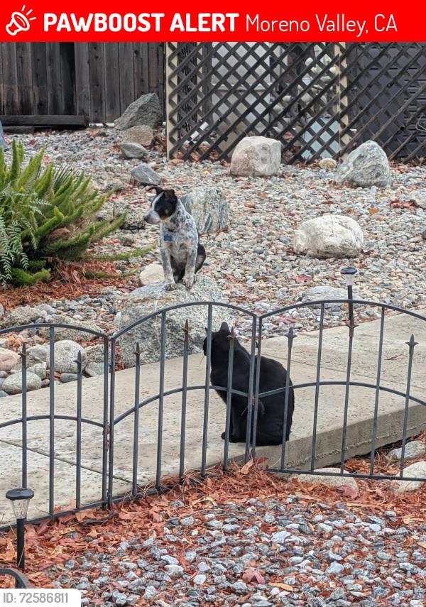 Lost Male Cat last seen Slawson , Moreno Valley, CA 92557