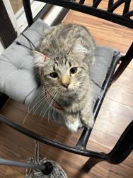 Lost Male Cat last seen Halmaton , San Antonio, TX 78207