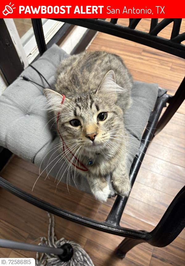 Lost Male Cat last seen Halmaton , San Antonio, TX 78207