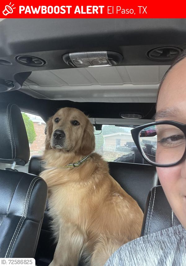 Lost Male Dog last seen Murphy and Sarah Anne , El Paso, TX 79924